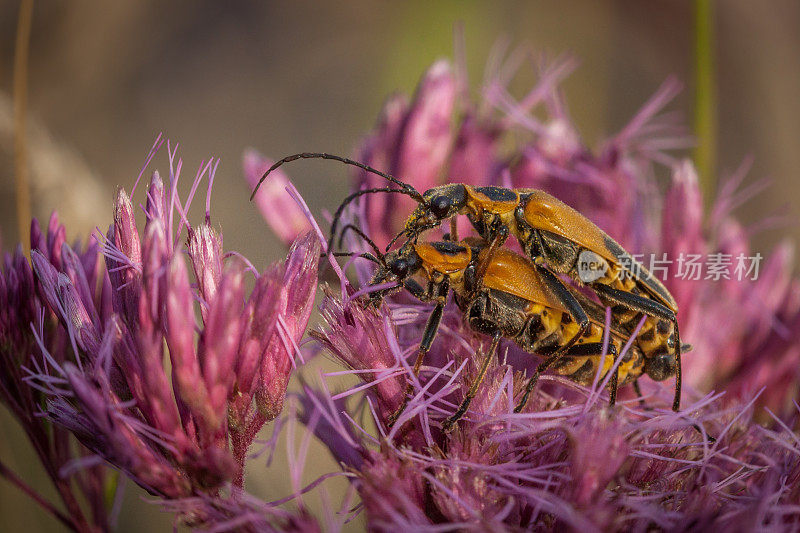 黄花士兵甲虫，(Chauliognathus pensylvanicus)，黄花士兵甲虫，(Chauliognathus pensylvanicus)， Cantharide de pennsylvania ..